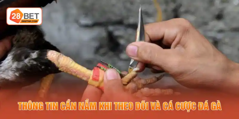 Thông tin cần nắm khi theo dõi và cá cược đá gà
